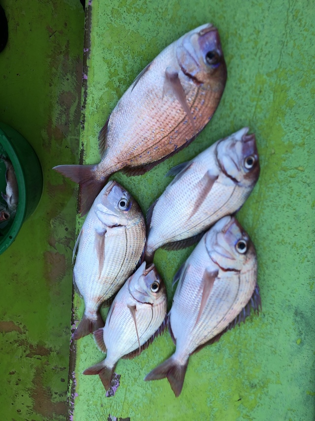 ハナダイ(チダイ)