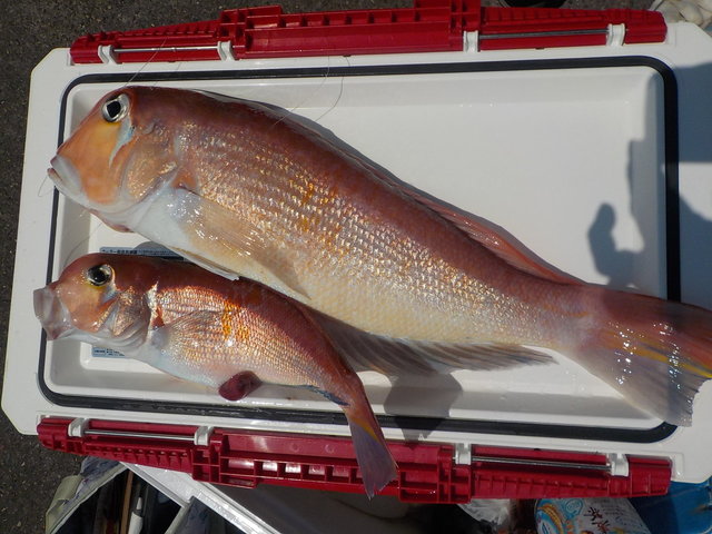 アマダイ(アカアマダイ)