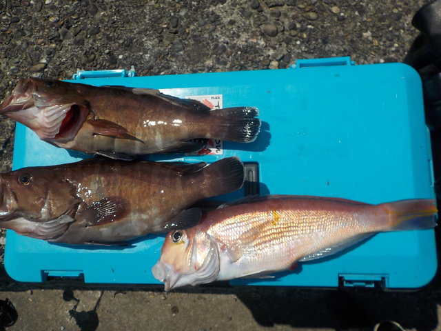 アマダイ(アカアマダイ)