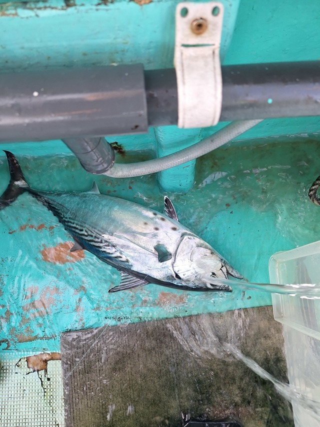 スマガツオ(スマ)