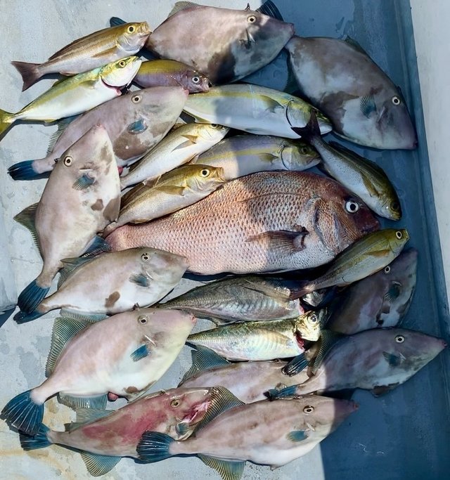 アジ(マアジ)・ワカシ(ブリ)・カンパチ・イサキ・ウマヅラハギ