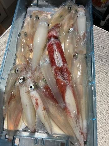 マイカ(ケンサキイカ)