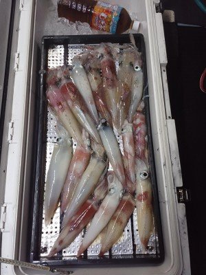 イカ(ケンサキイカ)