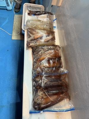 アカイカ(ケンサキイカ)・スルメイカ