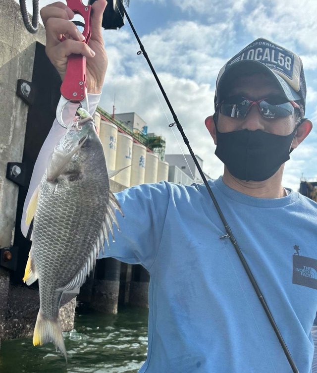 キビレ(キチヌ)