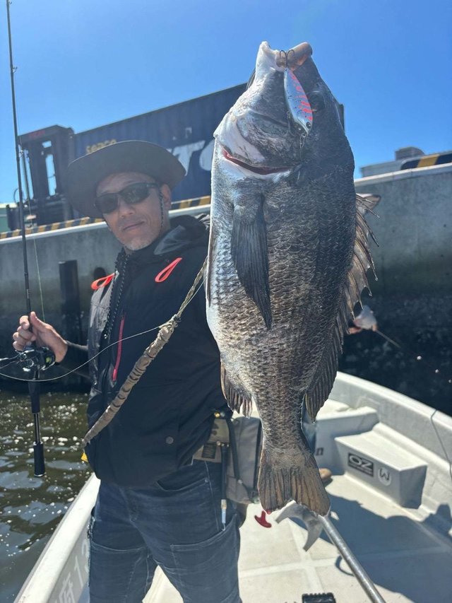 マチヌ(クロダイ)