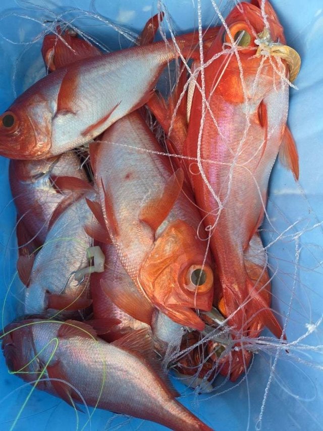 キンメ(キンメダイ)