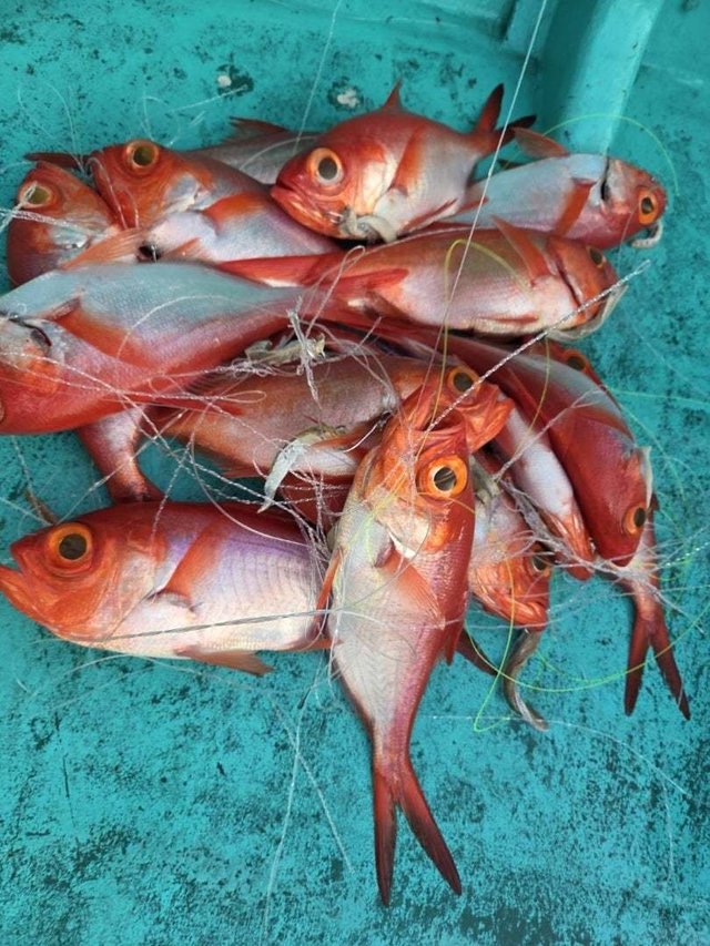 キンメ(キンメダイ)