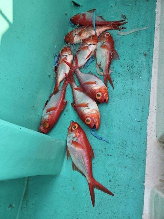 キンメ(キンメダイ)