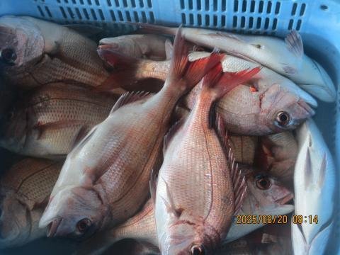 マダイ・イナダ(ブリ)