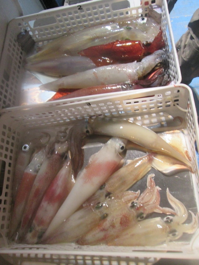 マイカ(ケンサキイカ)