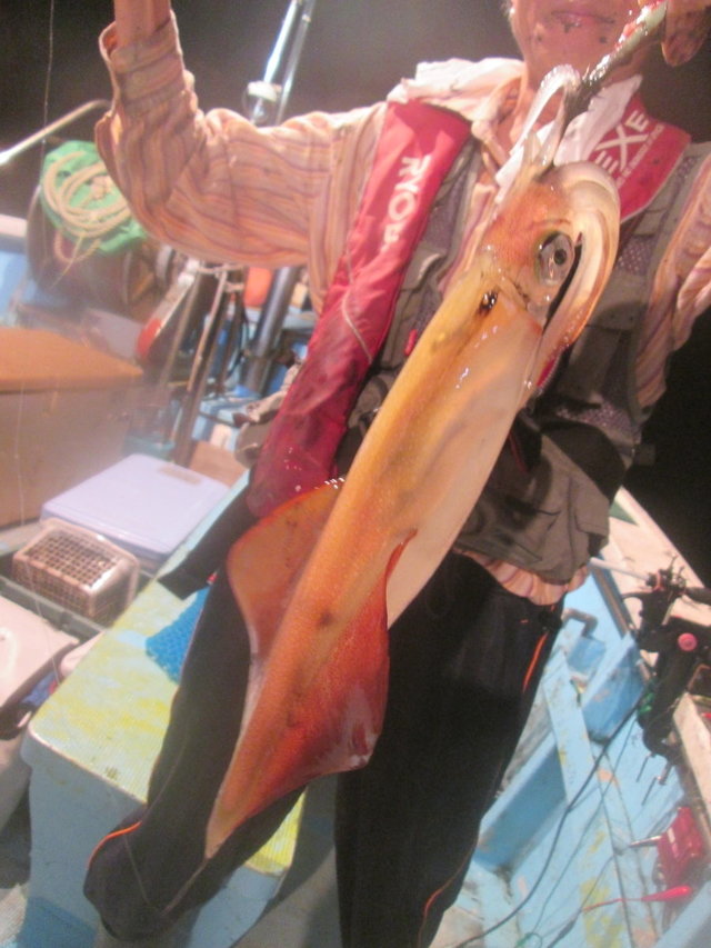 マイカ(ケンサキイカ)