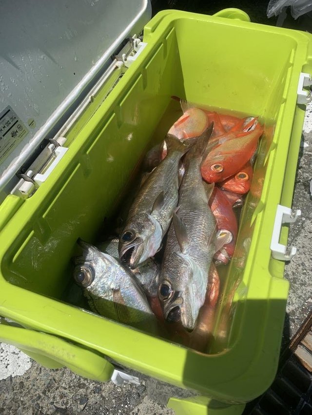 クロムツ・メダイ・キンメ(キンメダイ)・シロムツ(オオメハタ)