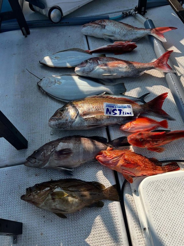 マダイ・マハタ・ホウキハタ・アカハタ・カサゴ・ヒラメ