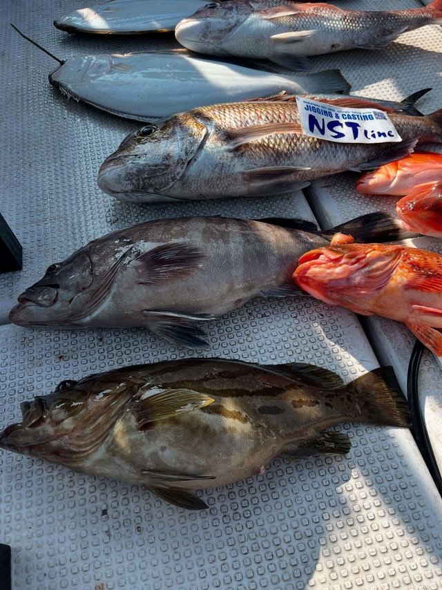 マダイ・マハタ・ホウキハタ・アカハタ・カサゴ・ヒラメ