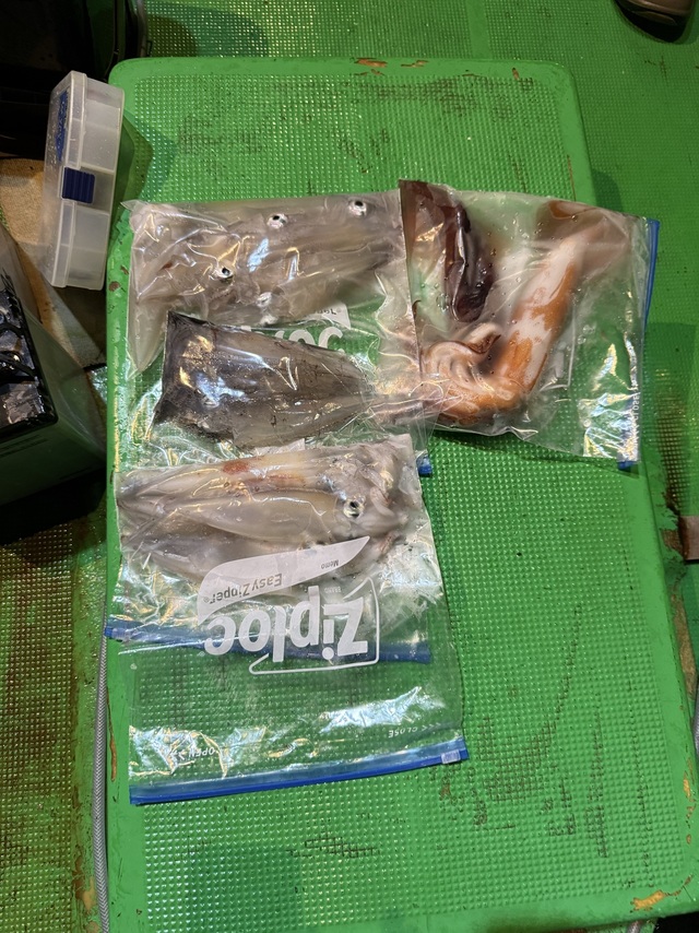 アカイカ(ケンサキイカ)