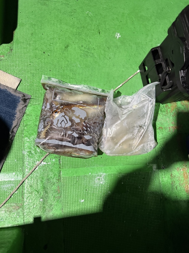 アカイカ(ケンサキイカ)