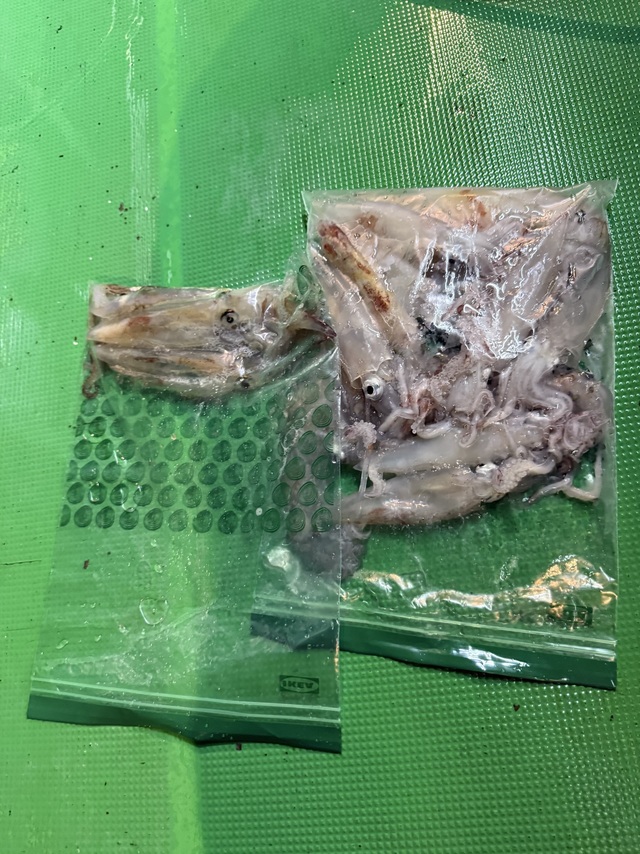 アカイカ(ケンサキイカ)