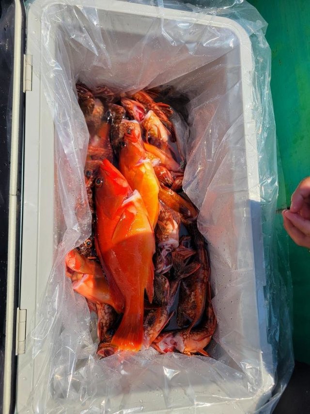 アカハタ・カサゴ