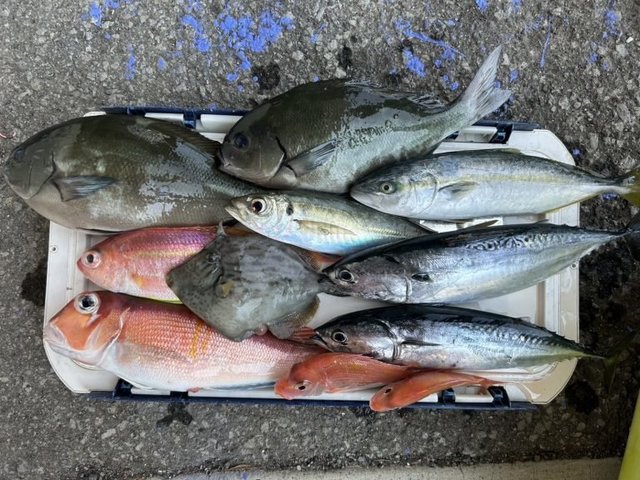 レンコダイ(キダイ)・メジナ・アジ(マアジ)・ワカシ(ブリ)・アマダイ(アカアマダイ)・カワハギ・サバ(ゴマサバ)