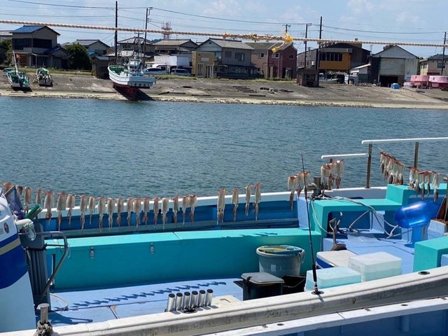 スルメ(スルメイカ)