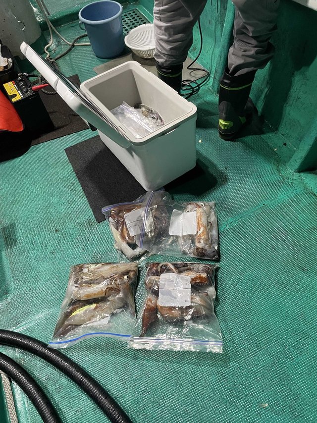 アカイカ(ケンサキイカ)