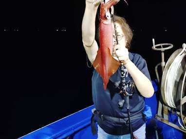 マイカ(ケンサキイカ)