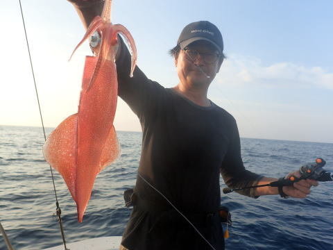 シロイカ(ケンサキイカ)