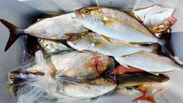 ネイリ(カンパチ)