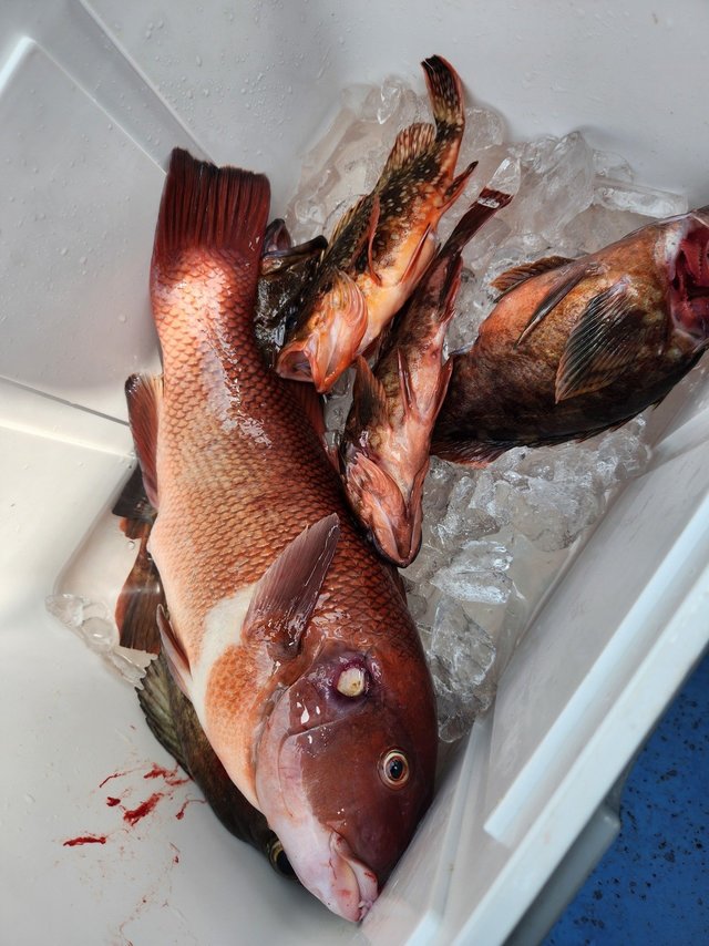 コブダイ・カサゴ