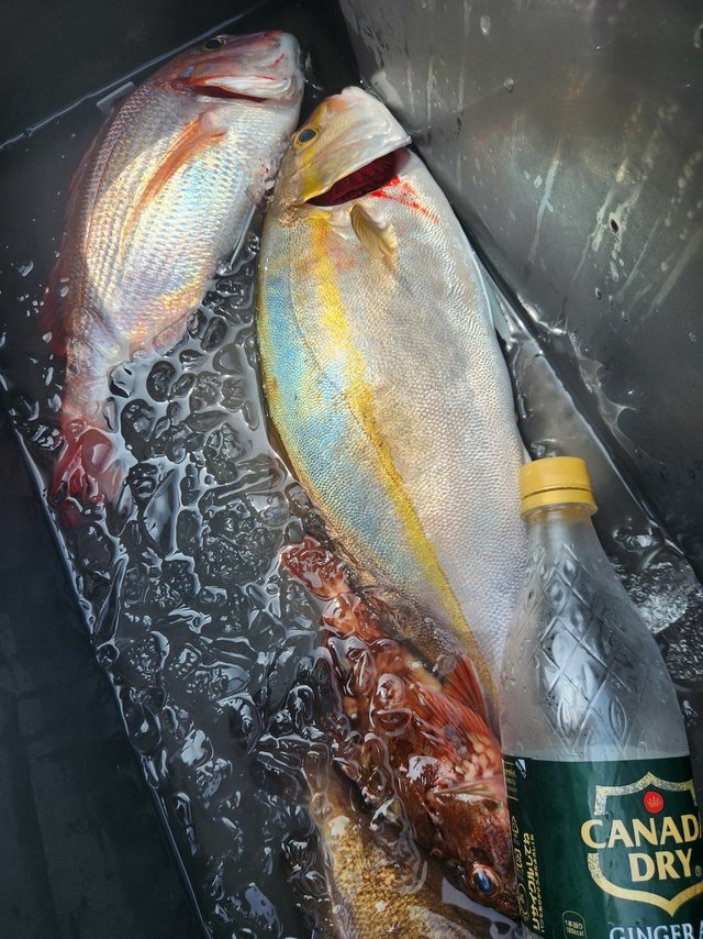 ハナダイ(チダイ)・カンパチ