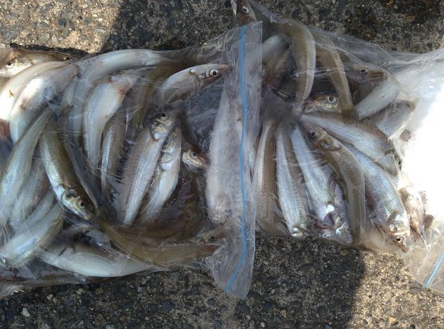 キス(シロギス)