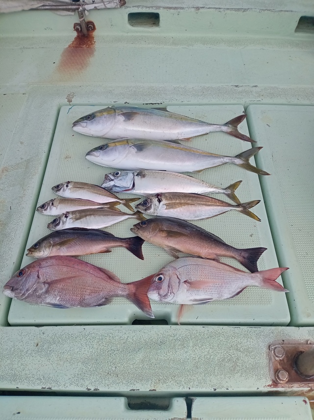 マダイ・ハマチ(ブリ)・イサキ・サバ(マサバ)