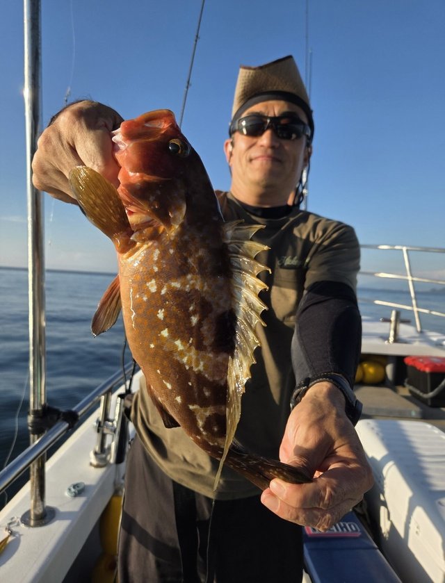 アコウ(キジハタ)