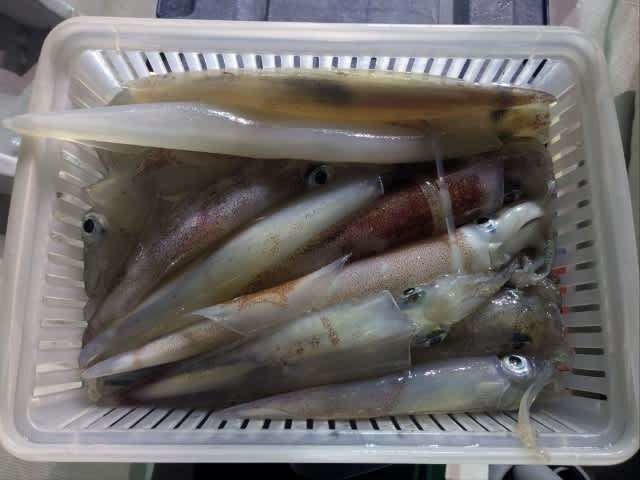 アカイカ(ケンサキイカ)