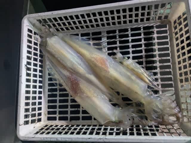 アカイカ(ケンサキイカ)