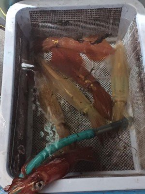 イカ(ケンサキイカ)