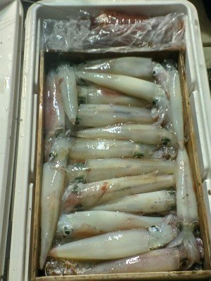 イカ(ケンサキイカ)