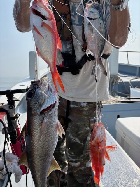 クロムツ・キンメダイ