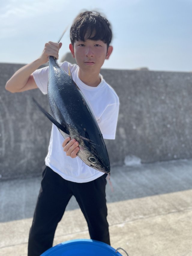 キハダマグロ(キハダ)