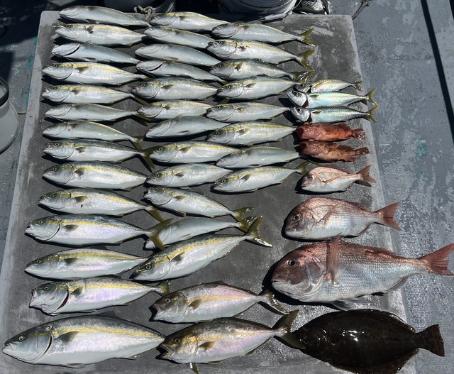 マダイ・ハマチ(ブリ)・シオ(カンパチ)・ヒラメ