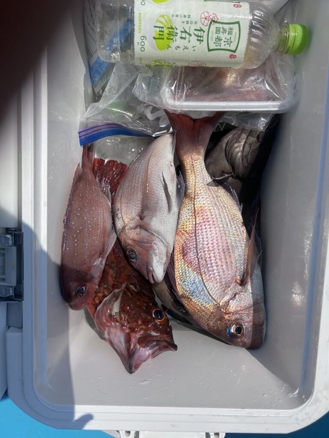 マダイ・カサゴ