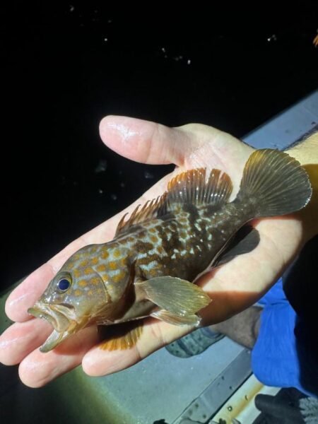 アコウ(キジハタ)