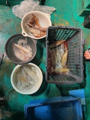 アカイカ(ケンサキイカ)