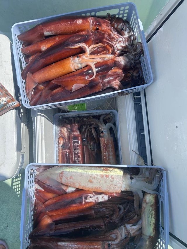 スルメ(スルメイカ)