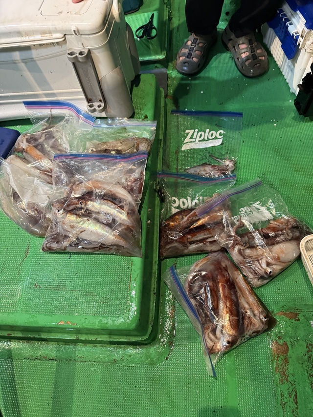 アカイカ(ケンサキイカ)・スルメイカ