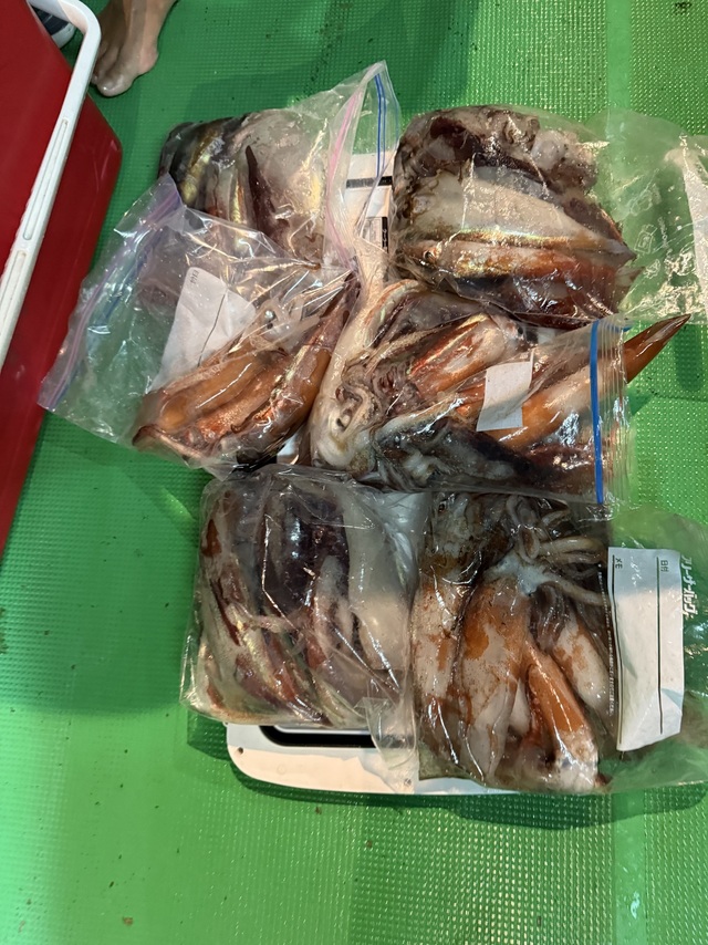 アカイカ(ケンサキイカ)・スルメイカ