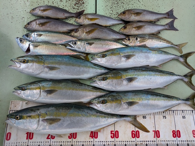 アジ(マアジ)・メジロ(ブリ)・イサギ(イサキ)・マサバ