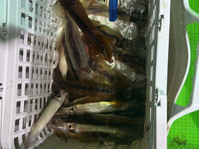 スルメ(スルメイカ)