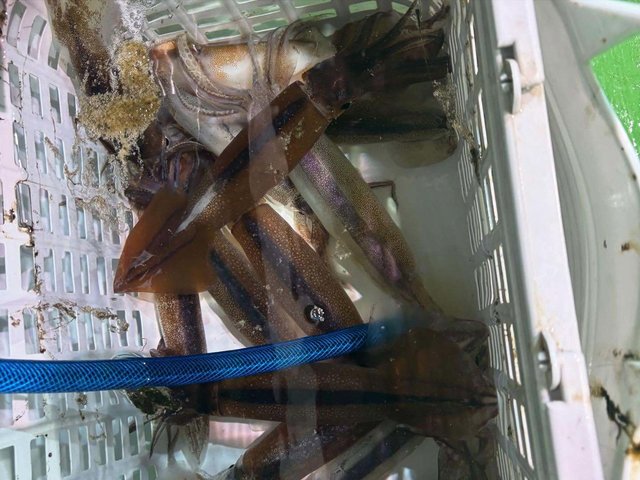 スルメ(スルメイカ)